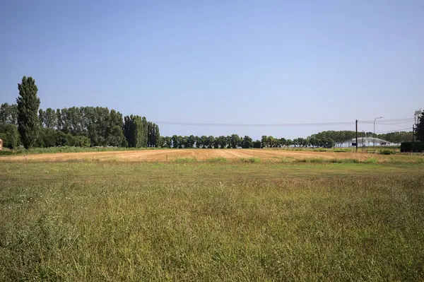 Ufukta ağaçlar görünen buğday tarlaları güneşli bir günde açık gökyüzü ile İtalya kırsalında