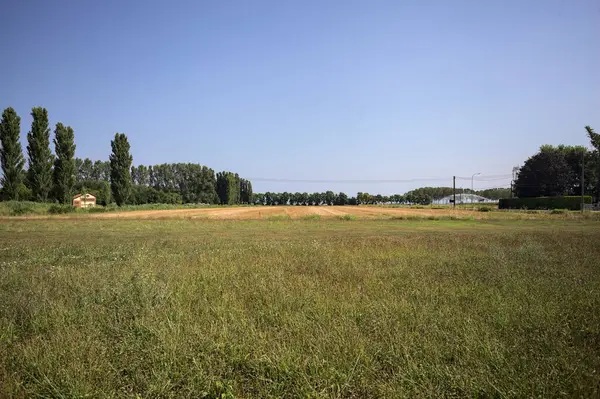 Ufukta ağaçlar görünen buğday tarlaları güneşli bir günde açık gökyüzü ile İtalya kırsalında