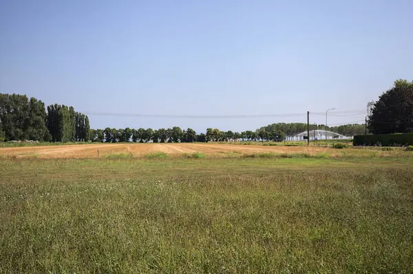 Ufukta ağaçlar görünen buğday tarlaları güneşli bir günde açık gökyüzü ile İtalya kırsalında