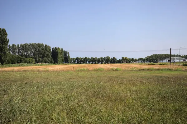 Ufukta ağaçlar görünen buğday tarlaları güneşli bir günde açık gökyüzü ile İtalya kırsalında