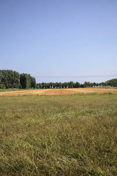 Ufukta ağaçlar görünen buğday tarlaları güneşli bir günde açık gökyüzü ile İtalya kırsalında