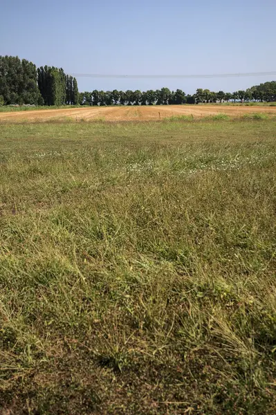 Ufukta ağaçlar görünen buğday tarlaları güneşli bir günde açık gökyüzü ile İtalya kırsalında