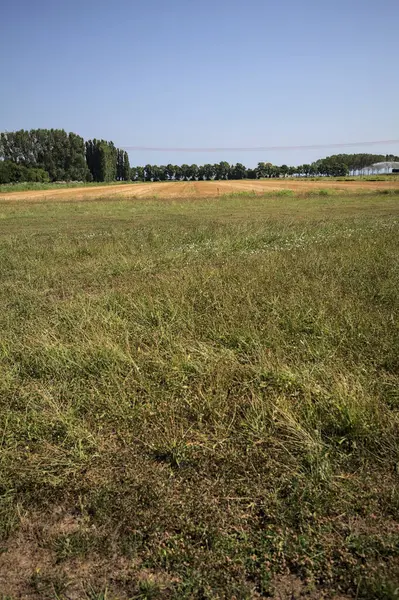 Ufukta ağaçlar görünen buğday tarlaları güneşli bir günde açık gökyüzü ile İtalya kırsalında