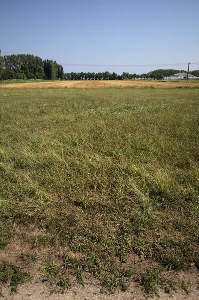 Ufukta ağaçlar görünen buğday tarlaları güneşli bir günde açık gökyüzü ile İtalya kırsalında