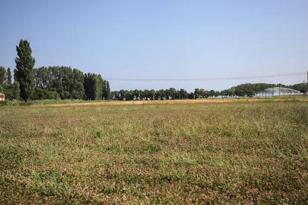 Ufukta ağaçlar görünen buğday tarlaları güneşli bir günde açık gökyüzü ile İtalya kırsalında