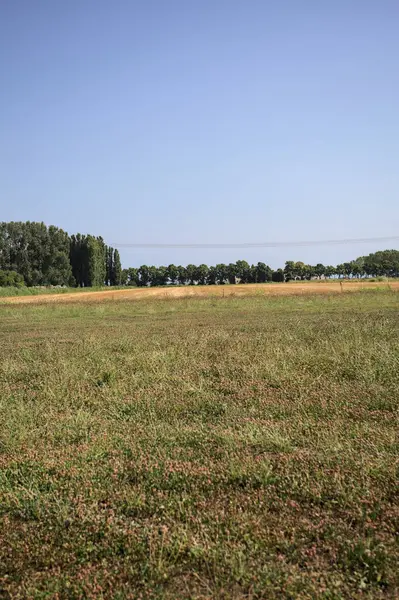 Ufukta ağaçlar görünen buğday tarlaları güneşli bir günde açık gökyüzü ile İtalya kırsalında