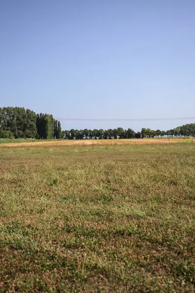 Ufukta ağaçlar görünen buğday tarlaları güneşli bir günde açık gökyüzü ile İtalya kırsalında