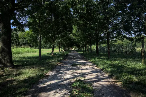 Gölgede yol, İtalya kırsalında güneşli bir günde, yerde iki sıra ağacın oluşturduğu bir parkta.