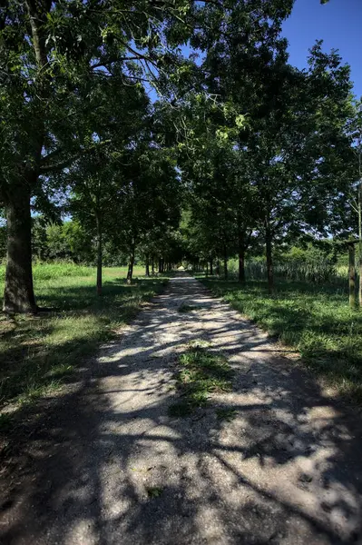 Gölgede yol, İtalya kırsalında güneşli bir günde, yerde iki sıra ağacın oluşturduğu bir parkta.