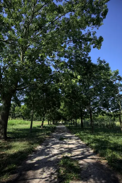 Gölgede yol, İtalya kırsalında güneşli bir günde, yerde iki sıra ağacın oluşturduğu bir parkta.