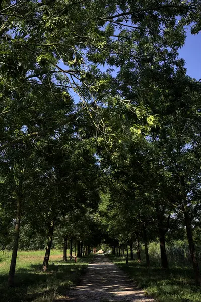 Gölgede yol, İtalya kırsalında güneşli bir günde, yerde iki sıra ağacın oluşturduğu bir parkta.