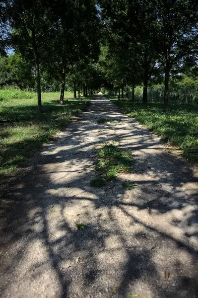 Gölgede yol, İtalya kırsalında güneşli bir günde, yerde iki sıra ağacın oluşturduğu bir parkta.