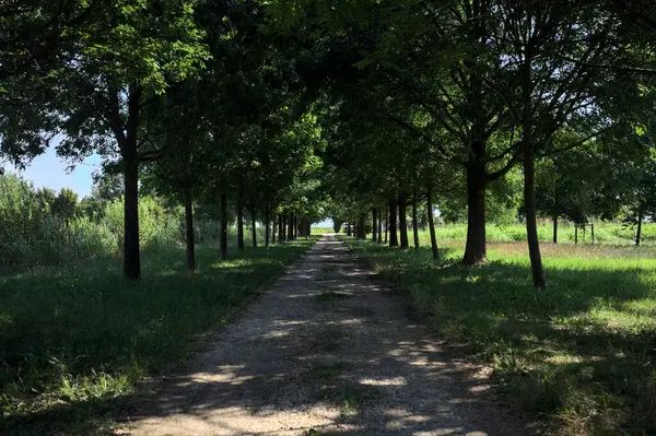 Gölgede yol, İtalya kırsalında güneşli bir günde, yerde iki sıra ağacın oluşturduğu bir parkta.