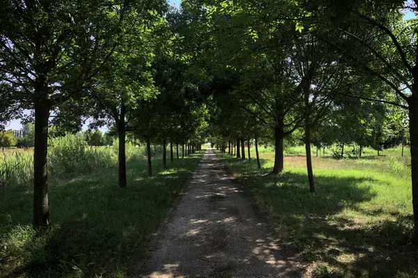 Gölgede yol, İtalya kırsalında güneşli bir günde, yerde iki sıra ağacın oluşturduğu bir parkta.
