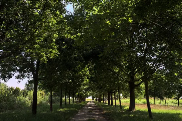 Gölgede yol, İtalya kırsalında güneşli bir günde, yerde iki sıra ağacın oluşturduğu bir parkta.