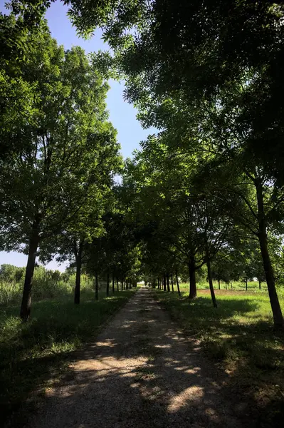 Gölgede yol, İtalya kırsalında güneşli bir günde, yerde iki sıra ağacın oluşturduğu bir parkta.