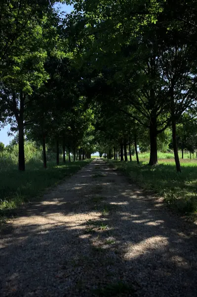 Gölgede yol, İtalya kırsalında güneşli bir günde, yerde iki sıra ağacın oluşturduğu bir parkta.