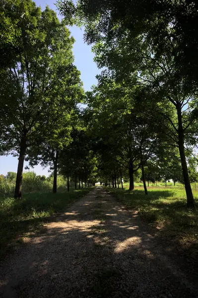 Gölgede yol, İtalya kırsalında güneşli bir günde, yerde iki sıra ağacın oluşturduğu bir parkta.