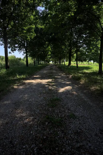 Gölgede yol, İtalya kırsalında güneşli bir günde, yerde iki sıra ağacın oluşturduğu bir parkta.