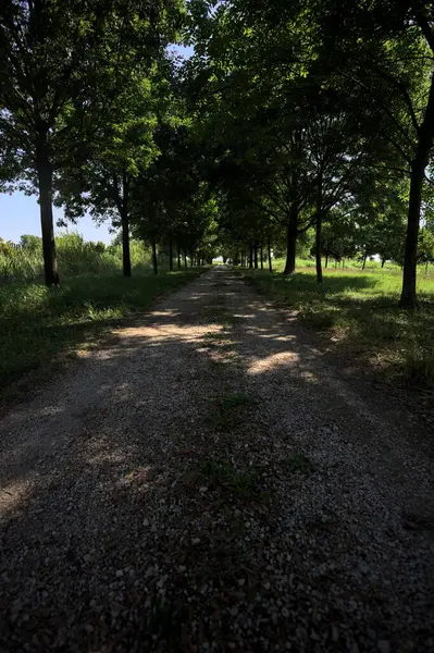 Gölgede yol, İtalya kırsalında güneşli bir günde, yerde iki sıra ağacın oluşturduğu bir parkta.