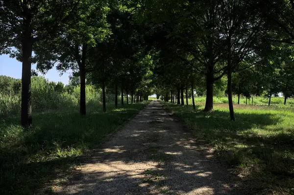 Gölgede yol, İtalya kırsalında güneşli bir günde, yerde iki sıra ağacın oluşturduğu bir parkta.