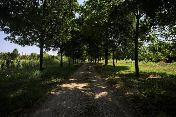 Gölgede yol, İtalya kırsalında güneşli bir günde, yerde iki sıra ağacın oluşturduğu bir parkta.