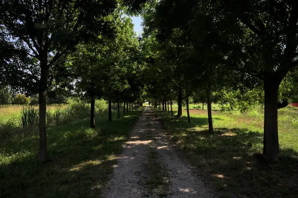 Gölgede yol, İtalya kırsalında güneşli bir günde, yerde iki sıra ağacın oluşturduğu bir parkta.