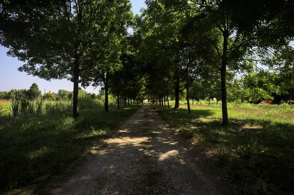 Gölgede yol, İtalya kırsalında güneşli bir günde, yerde iki sıra ağacın oluşturduğu bir parkta.