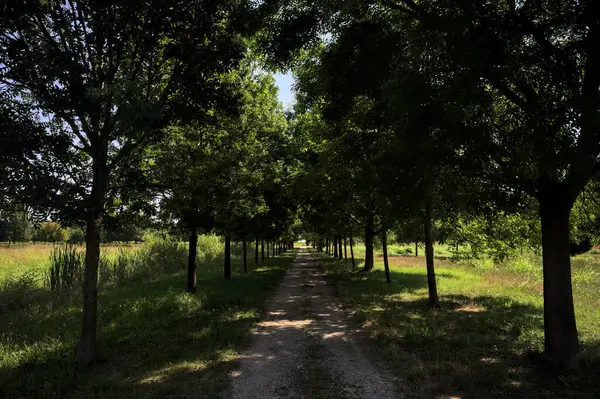 Gölgede yol, İtalya kırsalında güneşli bir günde, yerde iki sıra ağacın oluşturduğu bir parkta.