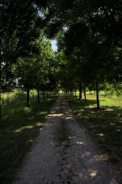 Gölgede yol, İtalya kırsalında güneşli bir günde, yerde iki sıra ağacın oluşturduğu bir parkta.