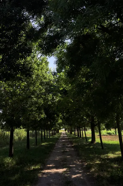 Gölgede yol, İtalya kırsalında güneşli bir günde, yerde iki sıra ağacın oluşturduğu bir parkta.