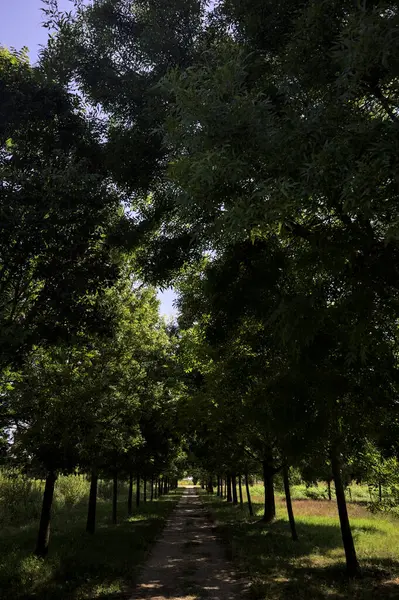Gölgede yol, İtalya kırsalında güneşli bir günde, yerde iki sıra ağacın oluşturduğu bir parkta.