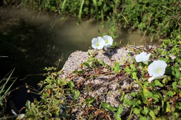 Güneşli bir günde, beton bir blokta, bir su deresinin kenarında açan beyaz çan çiçeği.