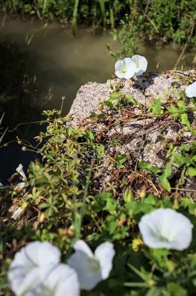 Güneşli bir günde, beton bir blokta, bir su deresinin kenarında açan beyaz çan çiçeği.