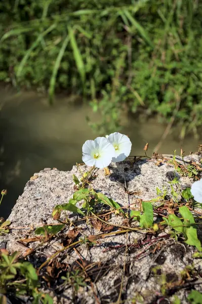 Güneşli bir günde, beton bir blokta, bir su deresinin kenarında açan beyaz çan çiçeği.