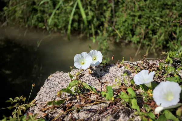 Güneşli bir günde, beton bir blokta, bir su deresinin kenarında açan beyaz çan çiçeği.