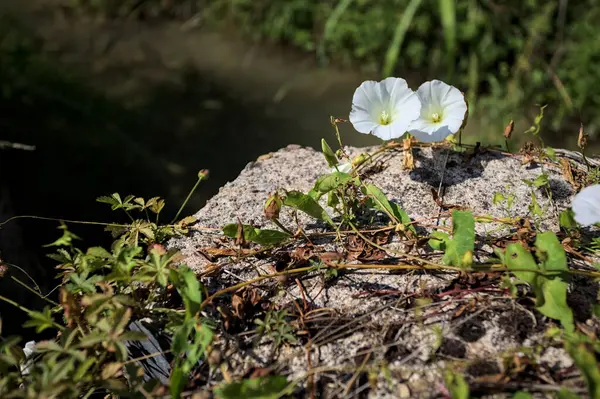 Güneşli bir günde, beton bir blokta, bir su deresinin kenarında açan beyaz çan çiçeği.