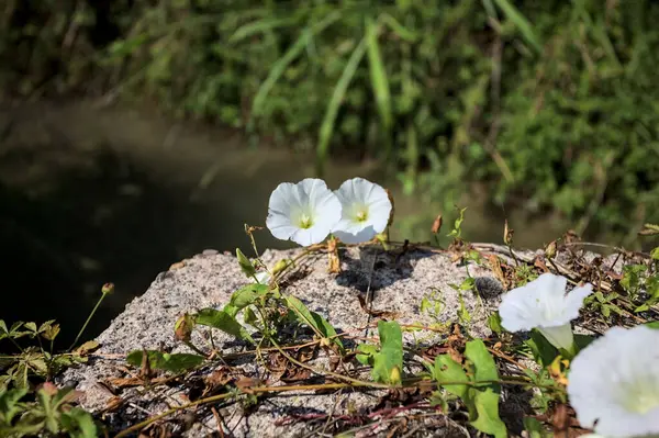 Güneşli bir günde, beton bir blokta, bir su deresinin kenarında açan beyaz çan çiçeği.