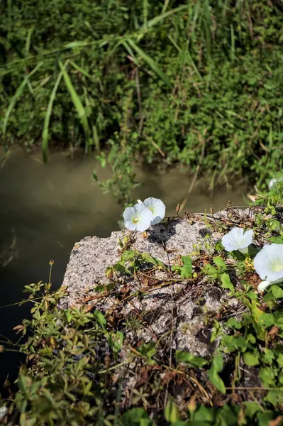 Güneşli bir günde, beton bir blokta, bir su deresinin kenarında açan beyaz çan çiçeği.