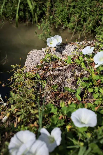 Güneşli bir günde, beton bir blokta, bir su deresinin kenarında açan beyaz çan çiçeği.