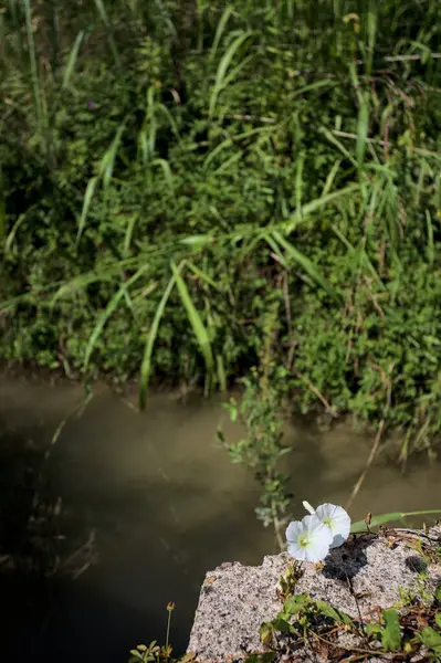 Güneşli bir günde, beton bir blokta, bir su deresinin kenarında açan beyaz çan çiçeği.