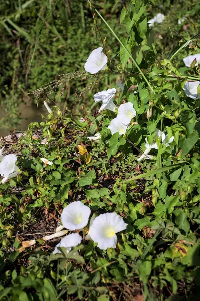 Güneşli bir günde, beton bir blokta, bir su deresinin kenarında açan beyaz çan çiçeği.