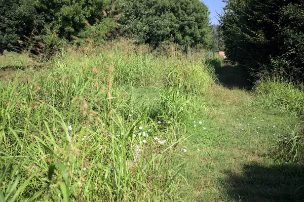 İtalya kırsalındaki bir parkta bir sıra ağaçla çevrili bir su akıntısının kenarındaki patika.