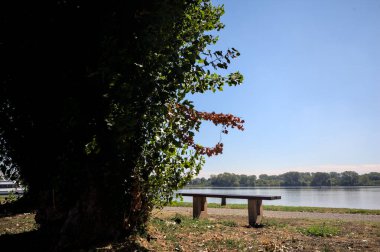 Gölün kıyısındaki çimenlikte bir bank. Ufukta karşı kıyıda parkı olan bir ağaç tarafından çerçevelenmiş.
