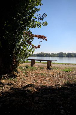 Gölün kıyısındaki çimenlikte bir bank. Ufukta karşı kıyıda parkı olan bir ağaç tarafından çerçevelenmiş.