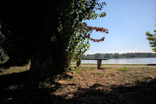 Gölün kıyısındaki çimenlikte bir bank. Ufukta karşı kıyıda parkı olan bir ağaç tarafından çerçevelenmiş.