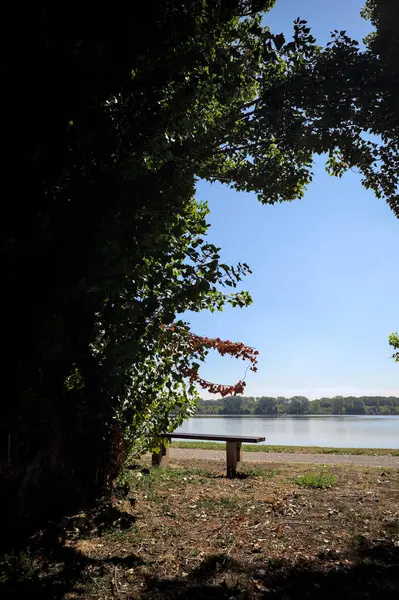 Gölün kıyısındaki çimenlikte bir bank. Ufukta karşı kıyıda parkı olan bir ağaç tarafından çerçevelenmiş.
