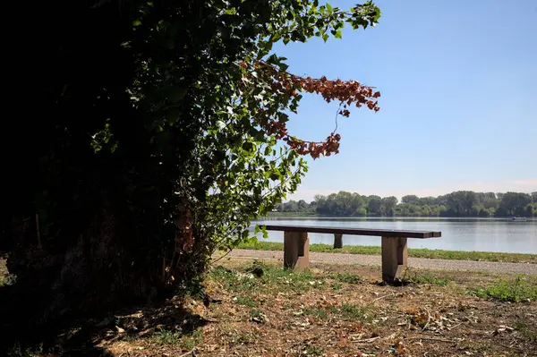 Gölün kıyısındaki çimenlikte bir bank. Ufukta karşı kıyıda parkı olan bir ağaç tarafından çerçevelenmiş.
