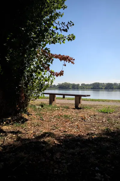 Gölün kıyısındaki çimenlikte bir bank. Ufukta karşı kıyıda parkı olan bir ağaç tarafından çerçevelenmiş.