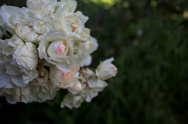 Beyaz güllerin dalları, yakından görülüyor.